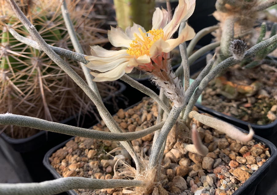 Astrophytum caput-medusae samen kaufen